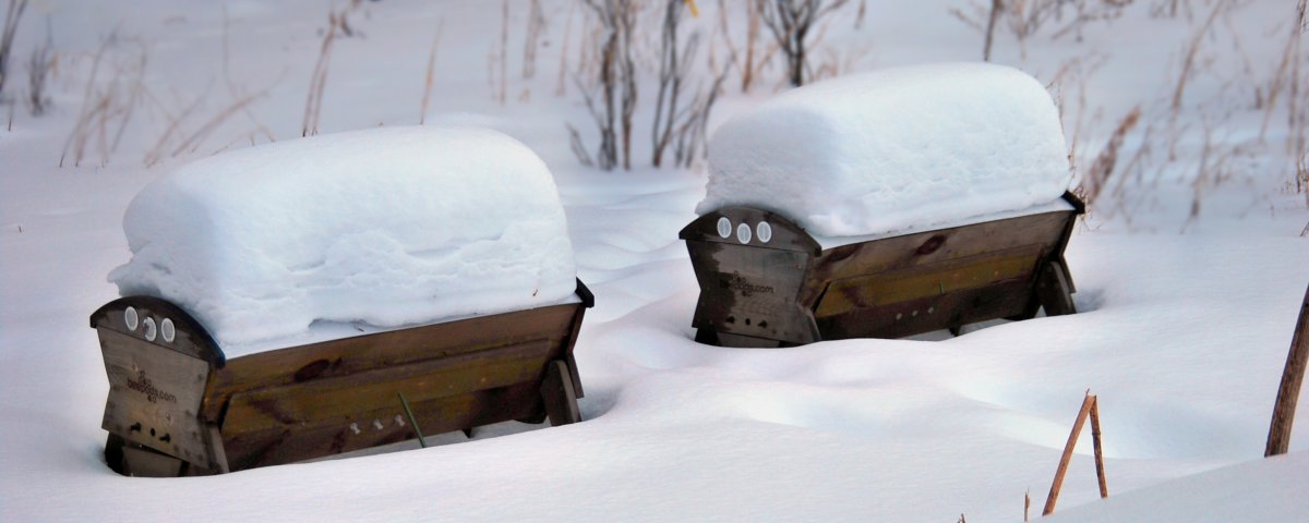 Winter snow build-up can make it difficult for your bees to leave the hive.