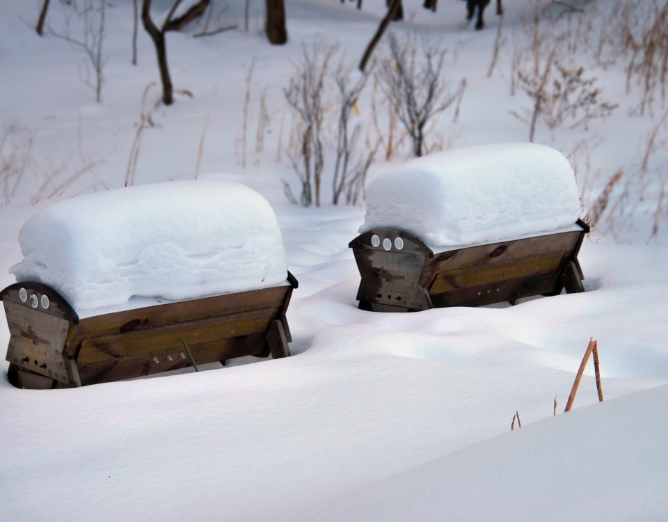 Winter snow build-up can make it difficult for your bees to leave the hive.