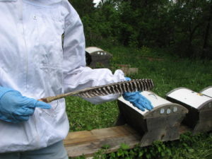 A beekeeper uses a feather guider while working with their bees.