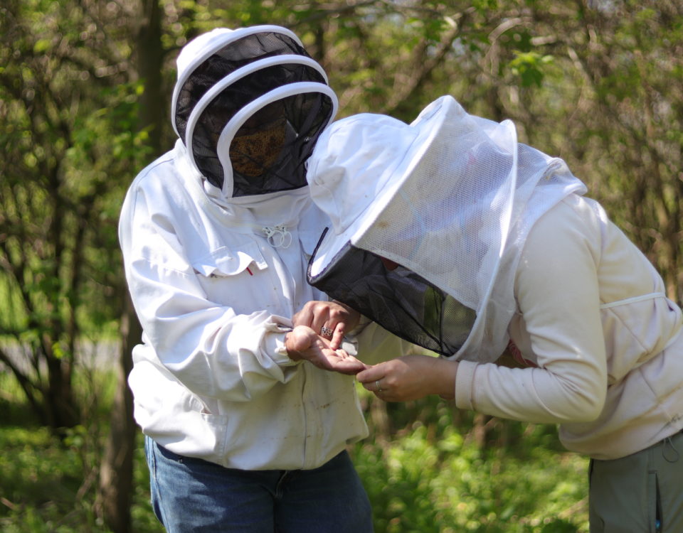 Connect with Local Beekeepers to Become a Better Beekeeper Yourself