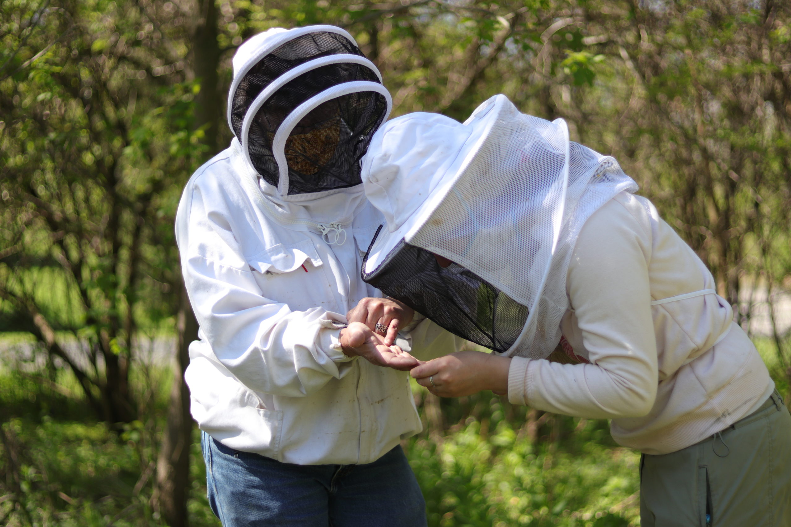 Connect with Local Beekeepers to Become a Better Beekeeper Yourself