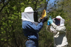 Working with another beekeeper is a great way to learn useful tips and techniques.