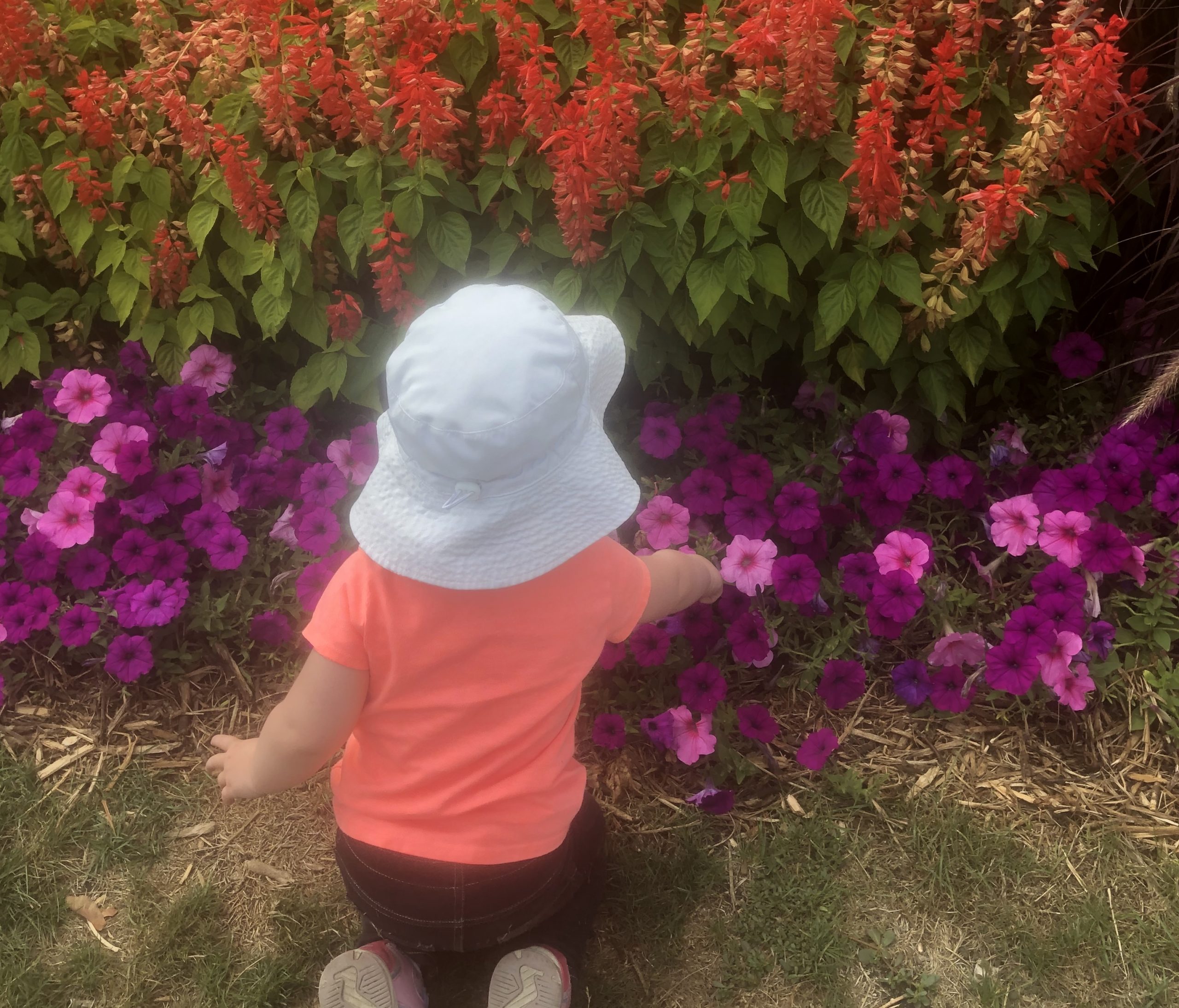 Exploring nature and learning about bees through my toddler's eyes.