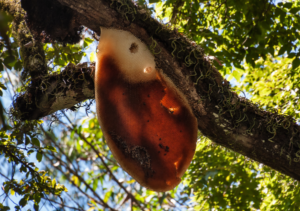 Bees find shelter high in the trees, away from predators and the elements.