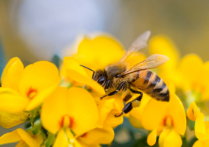 A busy honey bee dives face-first into a flower, likely sipping nectar.