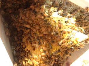 Hive Damage