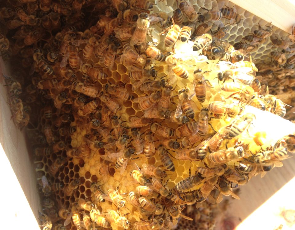 Hive Damage