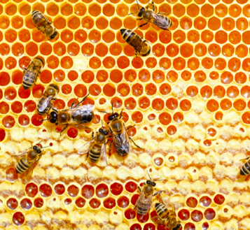 Honeycomb: One of Nature's Most Beautiful and Useful Structures