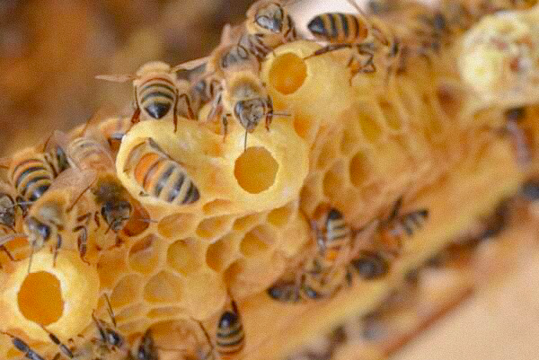 Bees gathering on a honeycomb