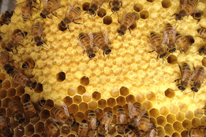 bees comb brood larva