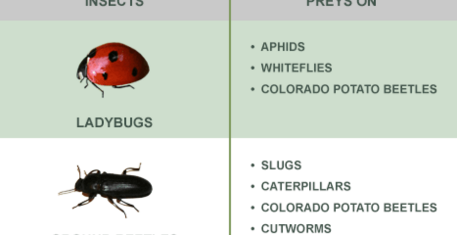 beneficial insects