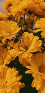 Pollinator-friendly flowers