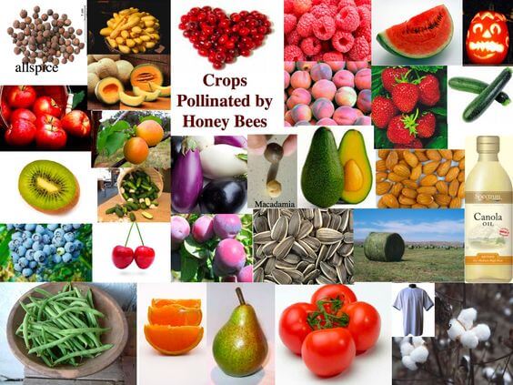 III. Benefits of Bee Pollination to Plants and Crops