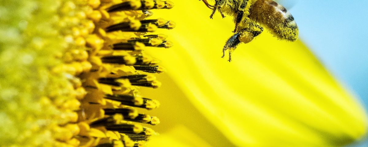 pollen nutrition