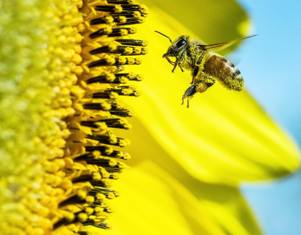 pollen nutrition