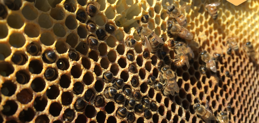 how honey bees survive winter