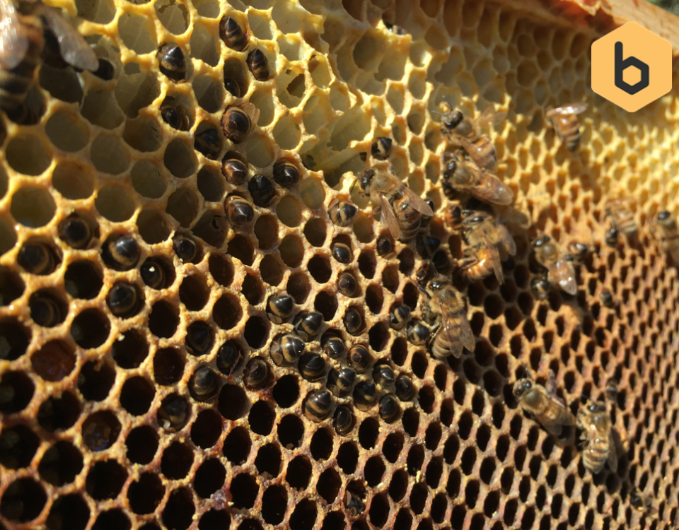 how honey bees survive winter
