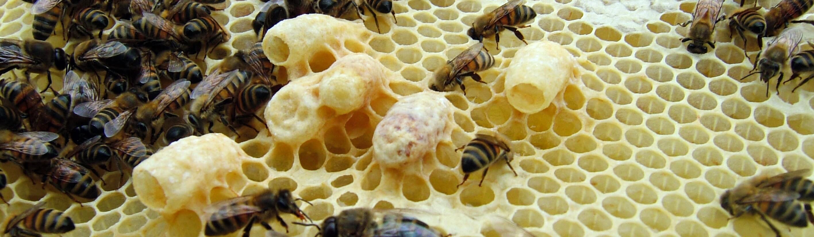 Queen Cells The 3 types and what they can tell you about your hive.