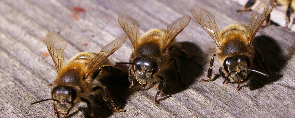 worker bees