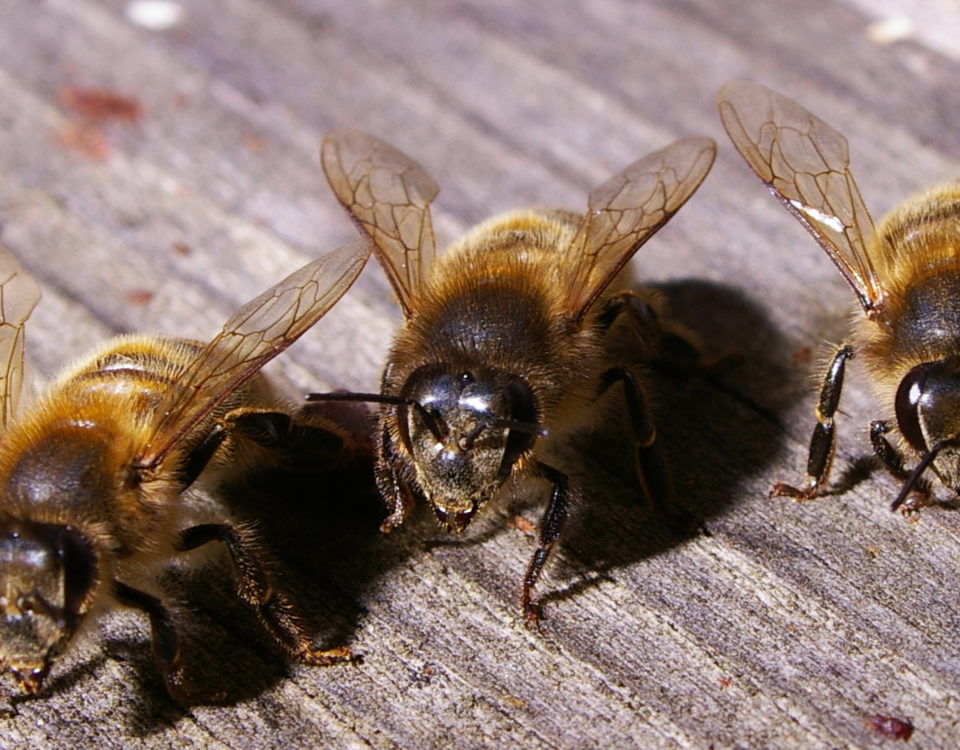 worker bees