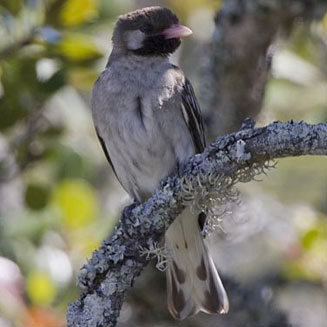 Greater Honeyguide Bird