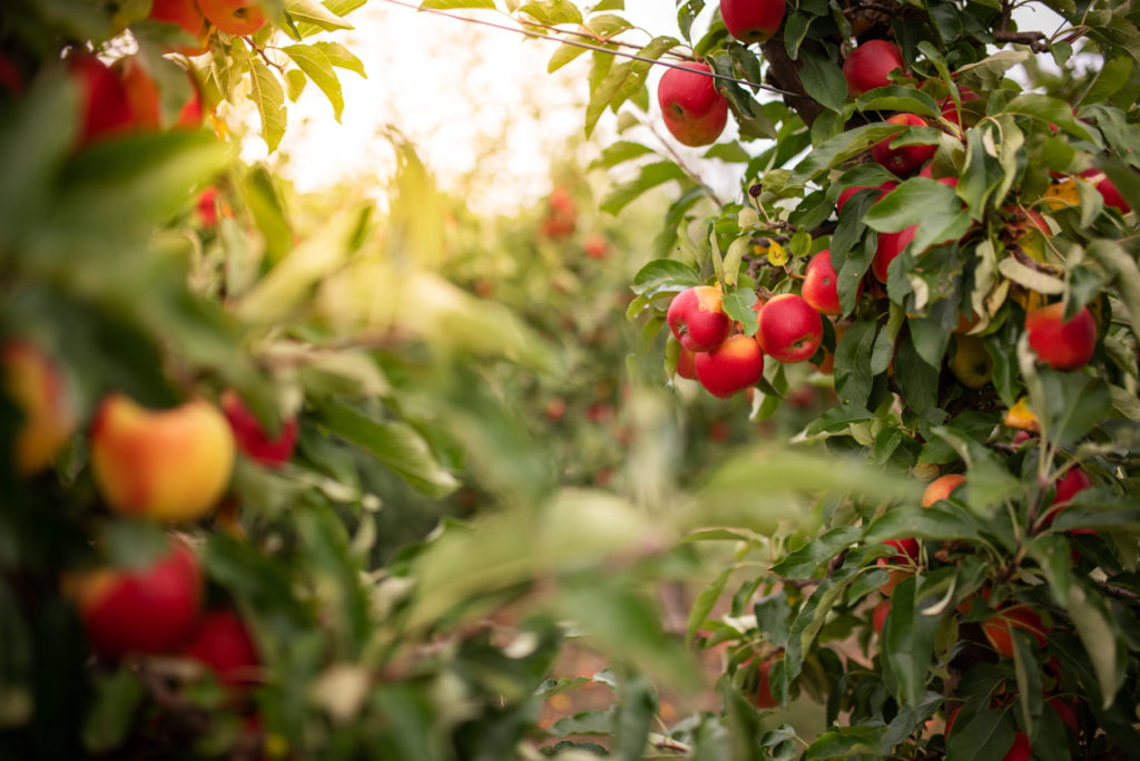 Apple orchard