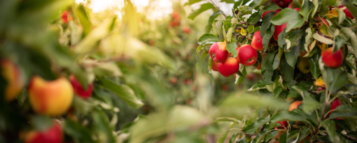 Apple orchard