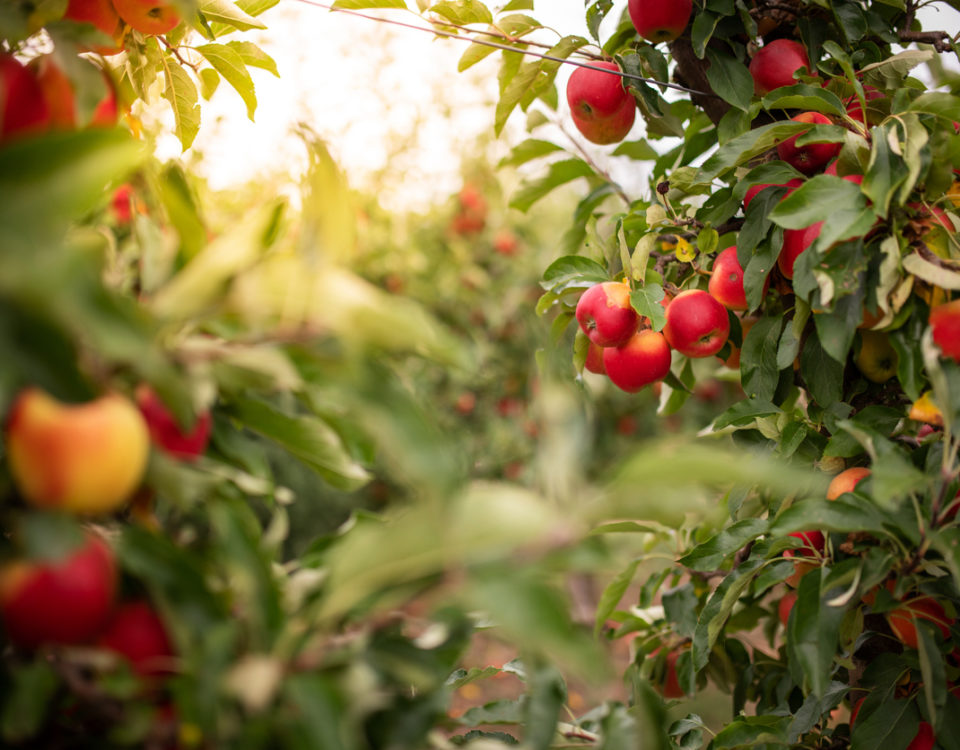 Apple orchard