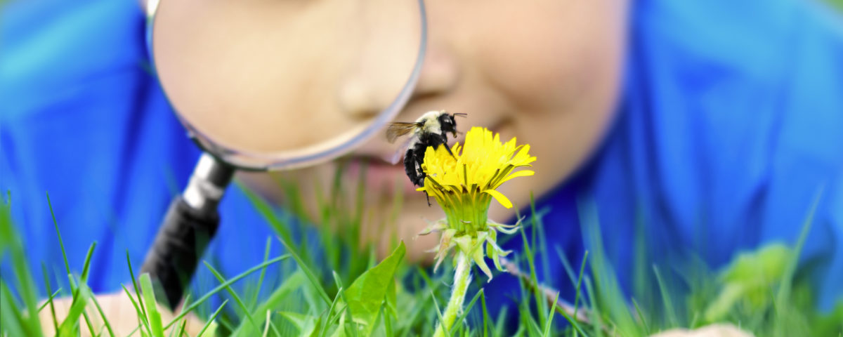 Boy looking at the bumblebee using magnifying glass,