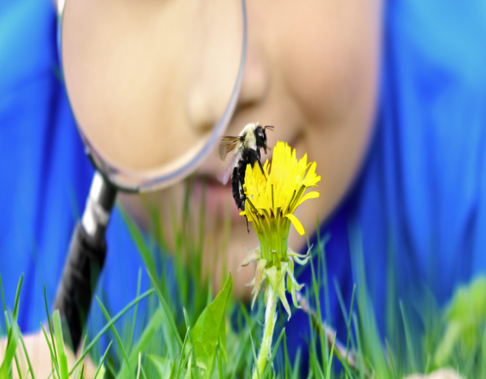 Boy looking at the bumblebee using magnifying glass,