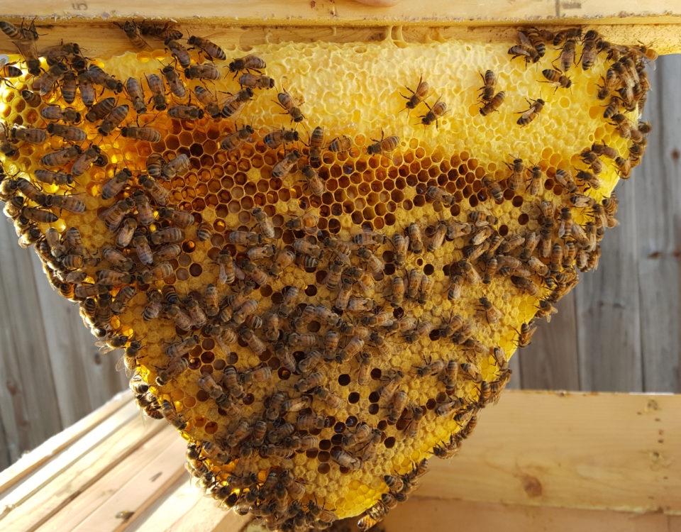 top bar hive comb