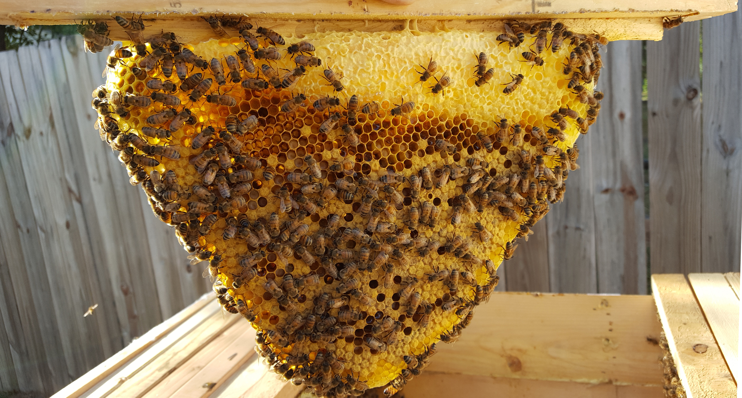 The Benefits Of A Top Bar Hive