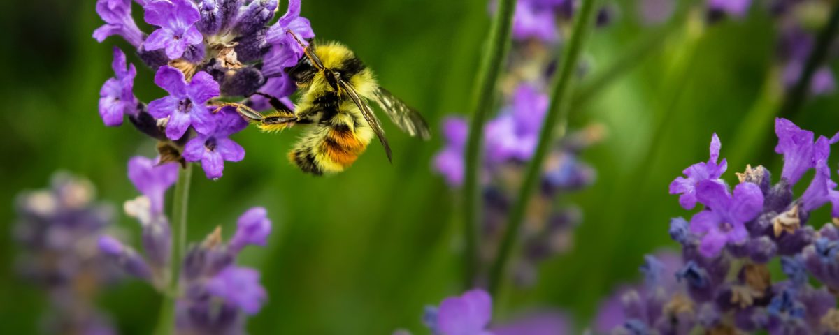 Plant pollinator-friendly gardens