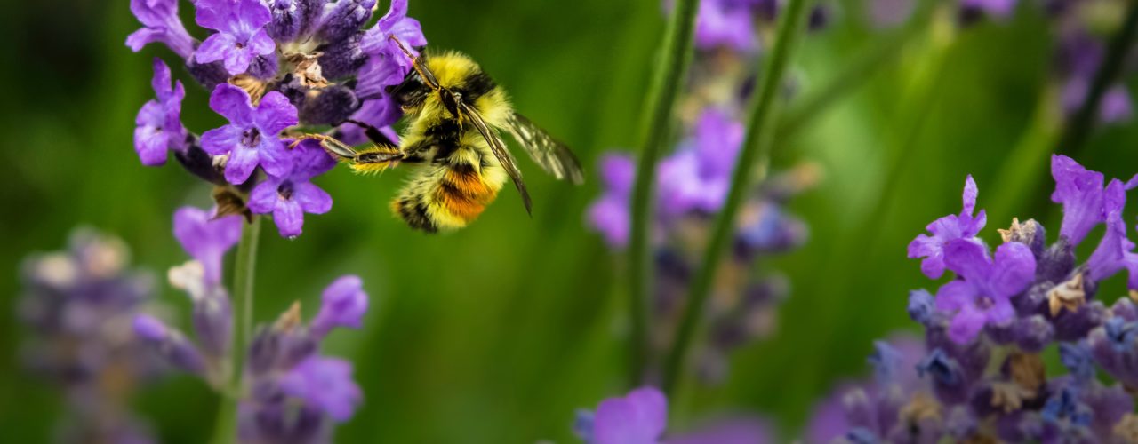 Plant pollinator-friendly gardens