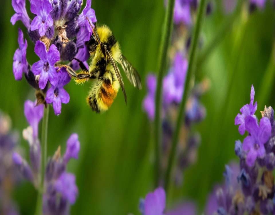 Plant pollinator-friendly gardens