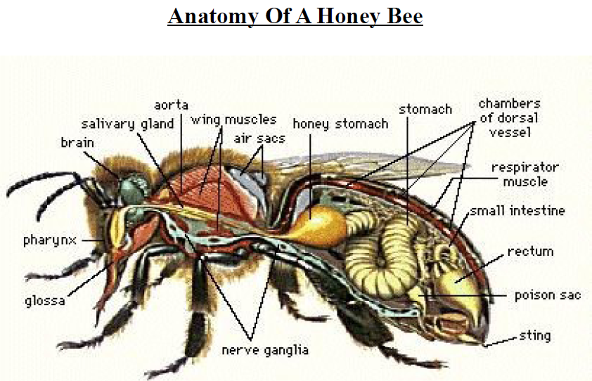 Honey Bee Anatomy Diagram