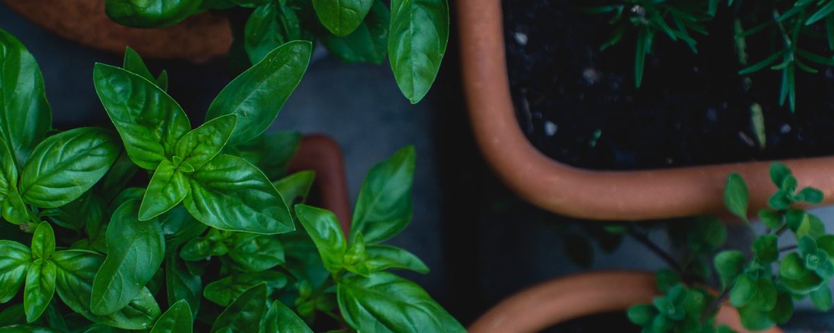 basil