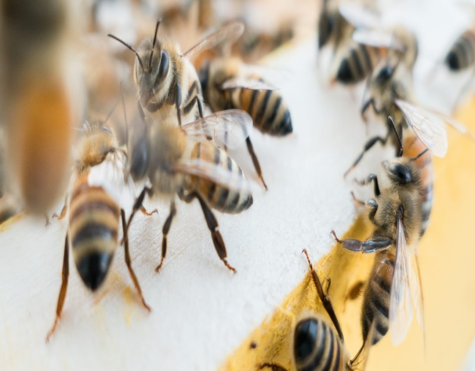 Bee health
