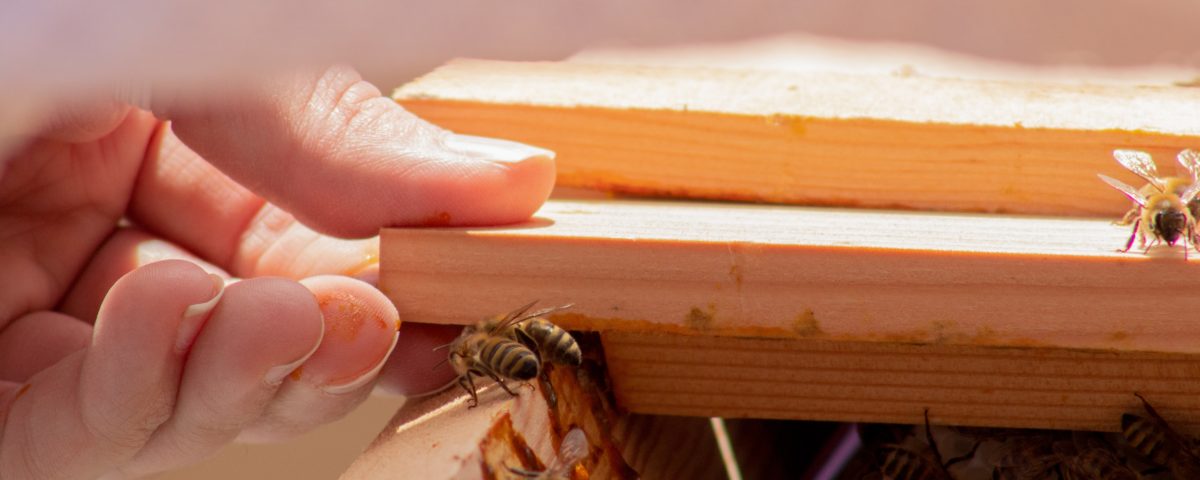 probiotics for bees