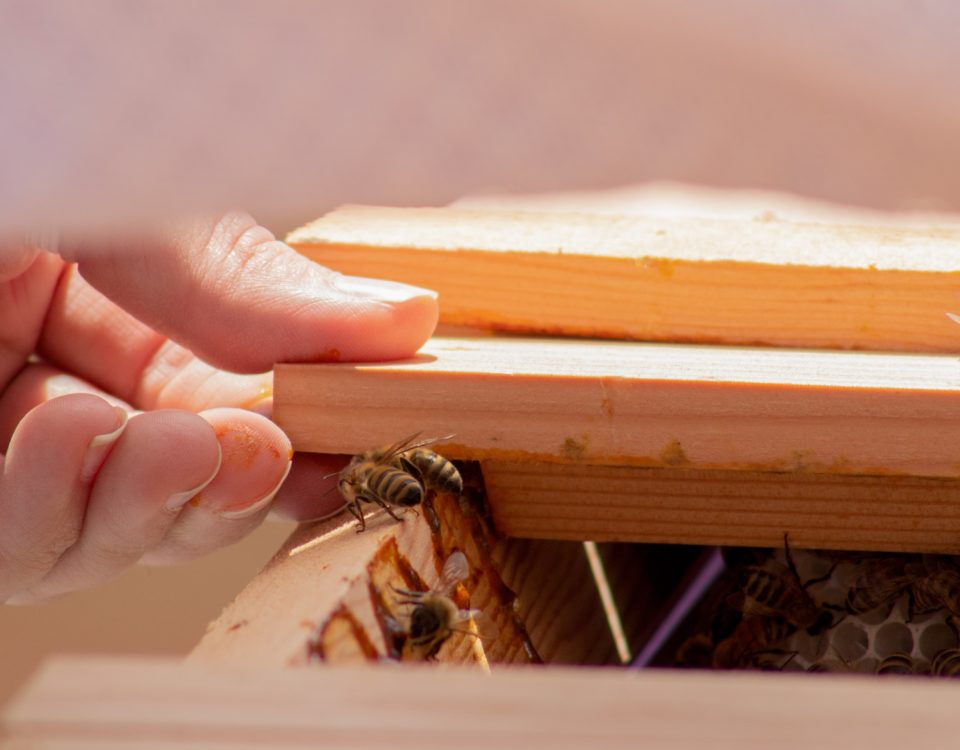 probiotics for bees
