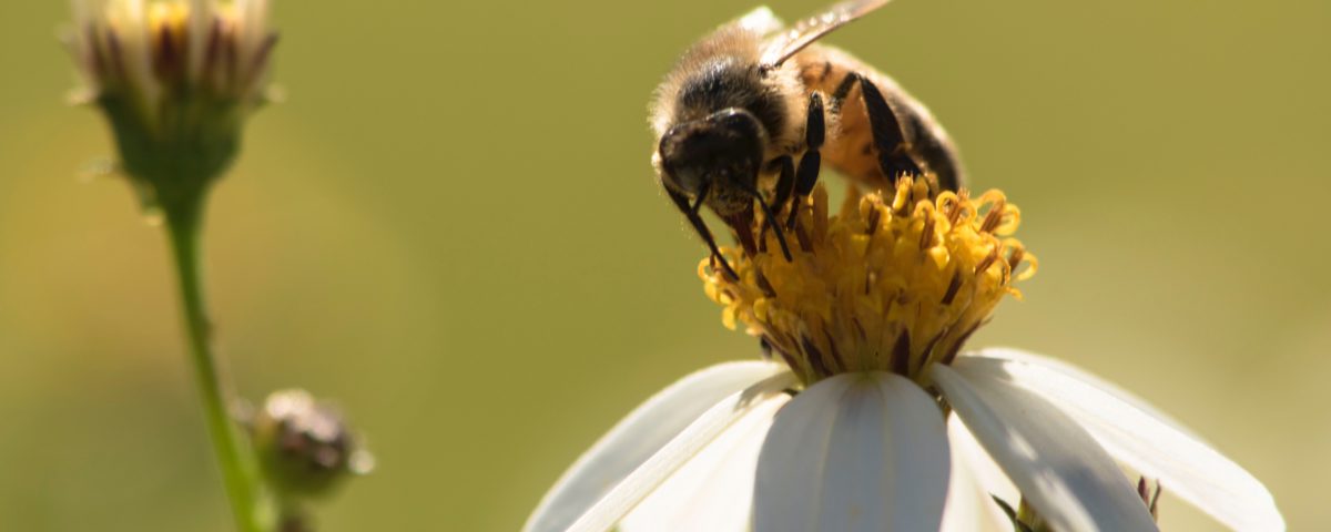 bee gathering nectar