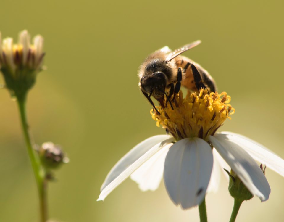 bee gathering nectar