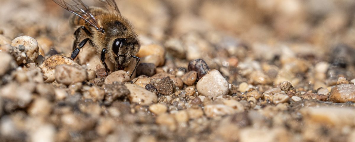 bees need water