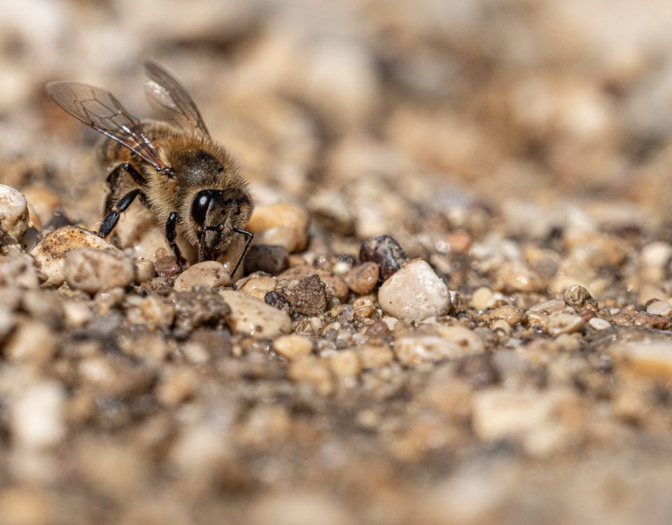 bees need water