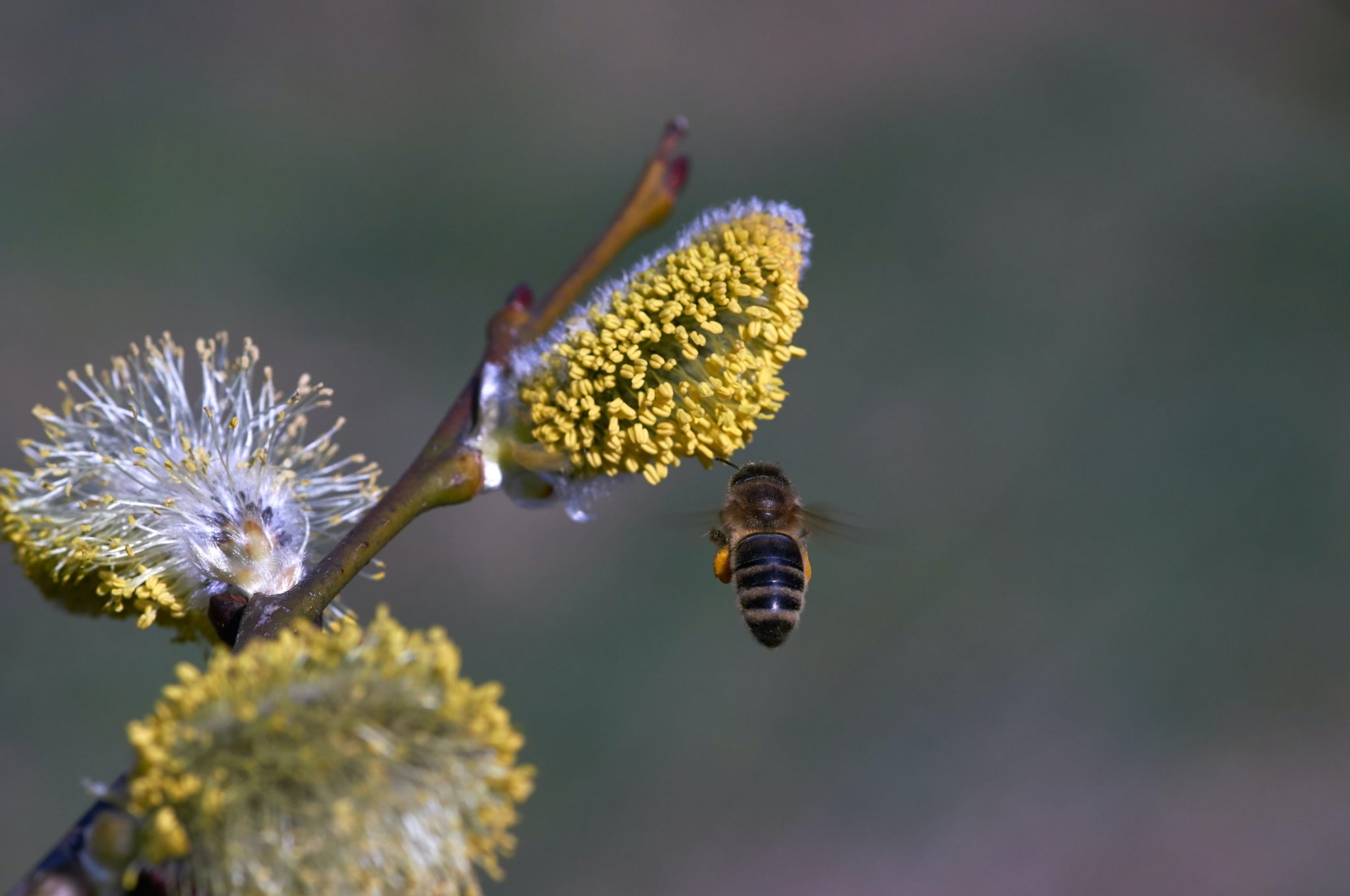 What Beekeepers Need to Know About Pollen Nutrition to Keep Their